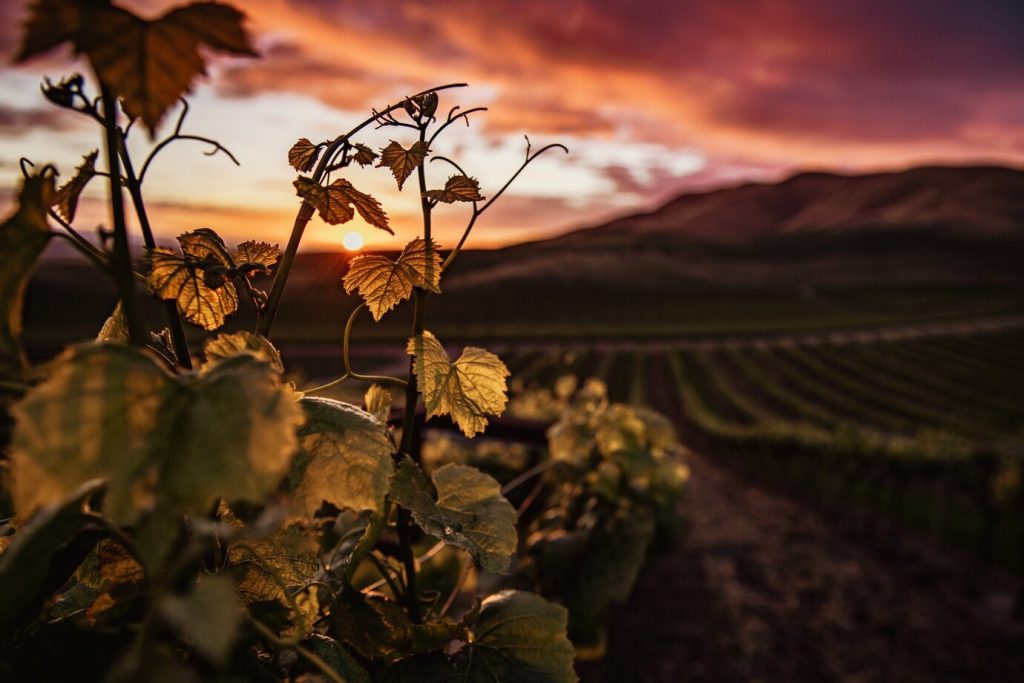 Parcourez la route des vins d'Alsace pour un voyage aromatique unique